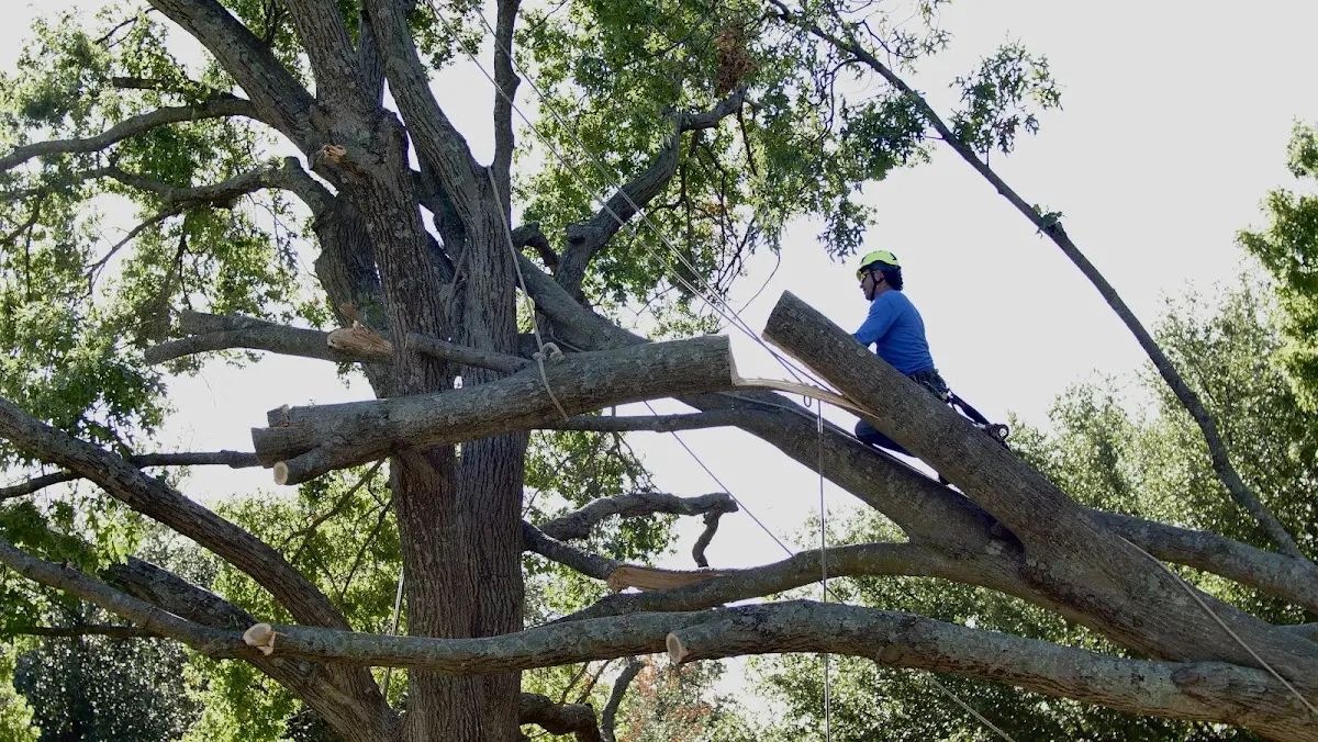 Professional Crown Thinning performed by certified arborists in Fowler